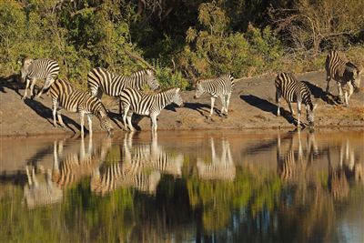 Zebras am Sabie River